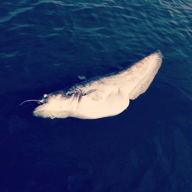 超でっかかったんですけど、これが琵琶湖オオナマズってやつですかね…#琵琶湖 #ビワコオオナマズ #たぶんホントにメーター級 #残念ながら浮いちゃってましたが #琵琶湖にはこんなぬしがいるんですね… #ちょっと釣ってみたいですw