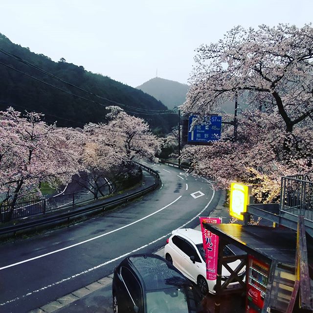 バスオブジャパン第一戦、中止！春に備えて来た桜が、無情の雨にうたれています…#japanbassnation #池原ダム戦 #無期限延期 #新コロ対策 #こればかりは仕方ない #だけどやっぱりちょっと辛い #とはいえ今後どうなるのか #先が全く見通せませんね…
