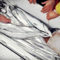 :[D] 太刀魚は”タナ”が超重要、というお話